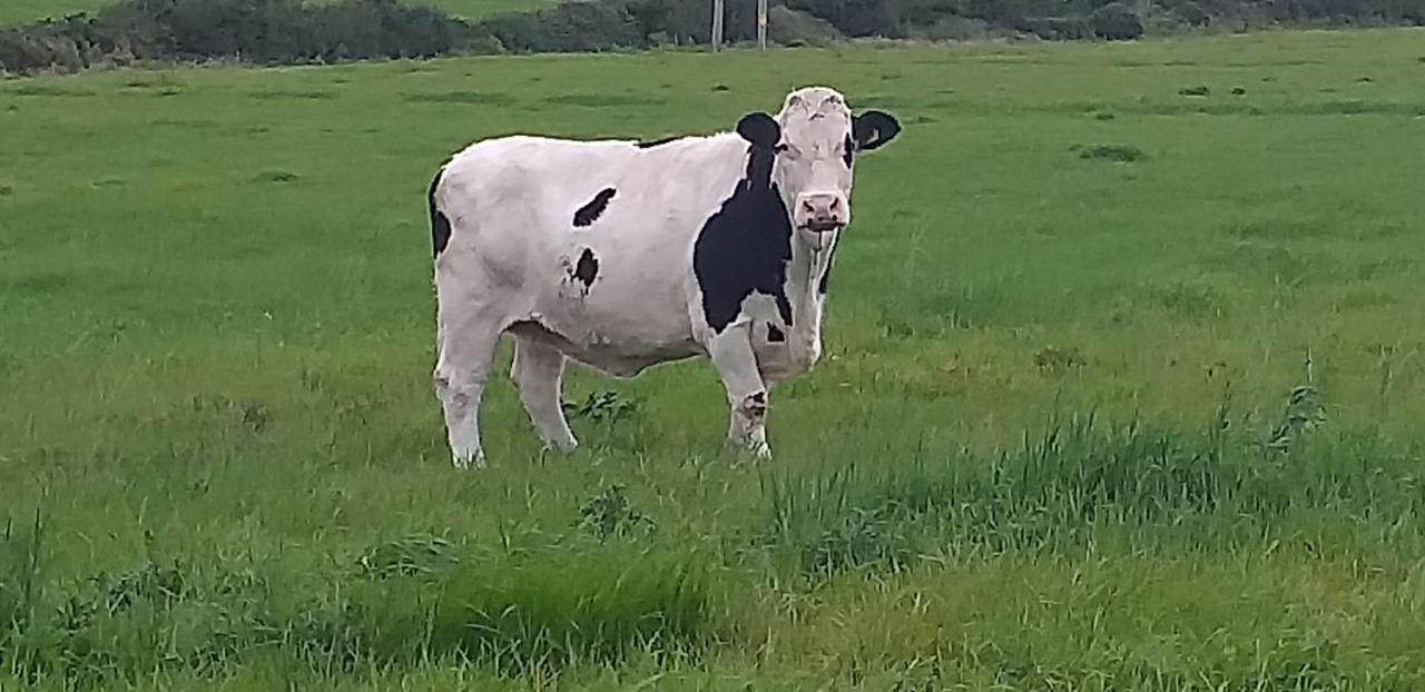Murphys Irish Farmhouse Tralee Ngoại thất bức ảnh